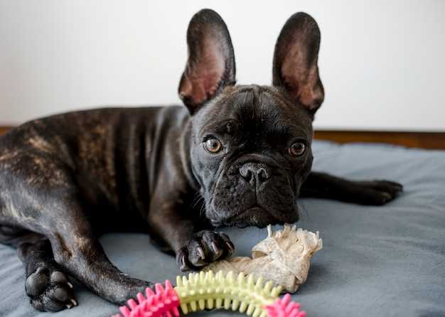 Det bästa hundmaten för en aktiv Barbet