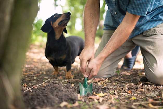 Eftersom Kromfohrländer växer upp - Steg för steg träning från valp till vuxen hund