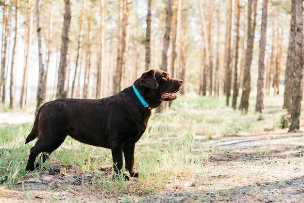 Eftersom Kromfohrländer växer upp - Steg för steg träning från valp till vuxen hund