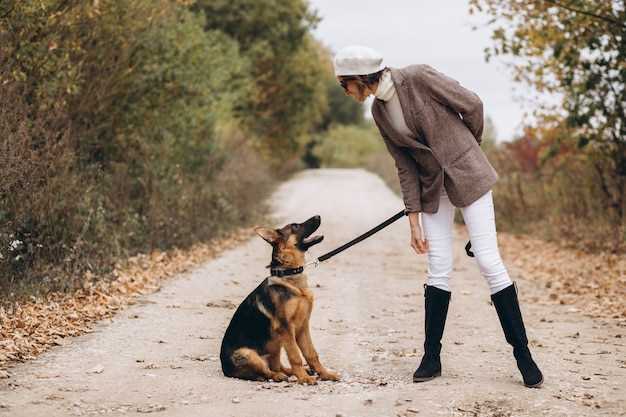 Eftersom Kromfohrländer växer upp - Steg för steg träning från valp till vuxen hund